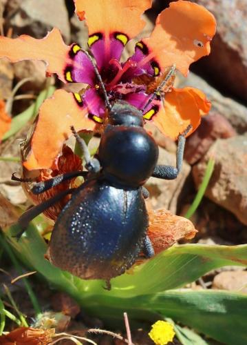 Moluris sp.
